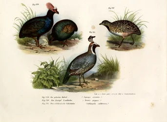 Pernice Crestata, 1864